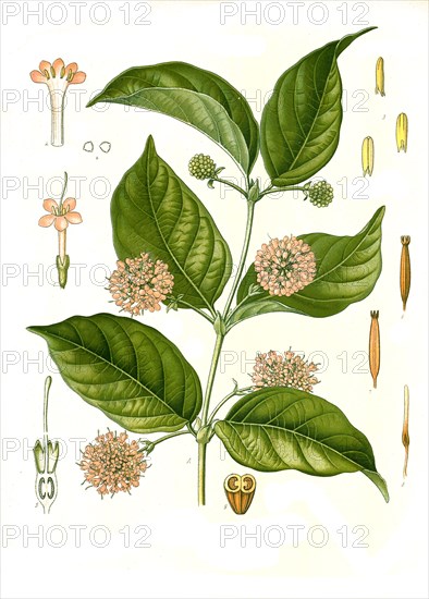 Medicinal Plant