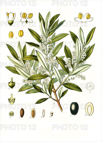 Medicinal Plant