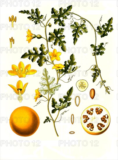 Medicinal Plant