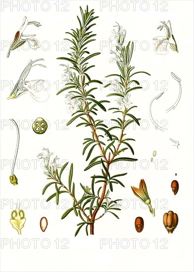 Medicinal Plant