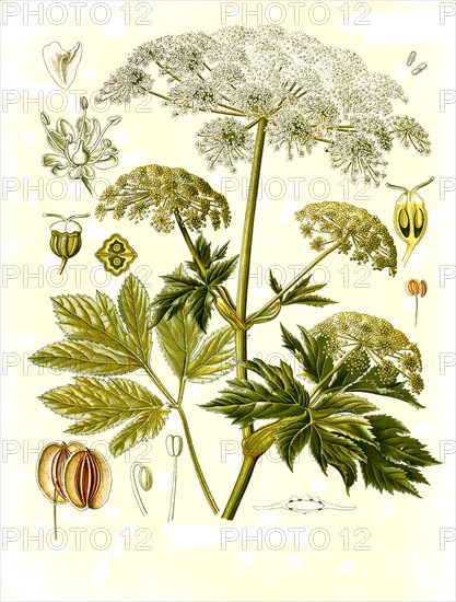 Medicinal Plant