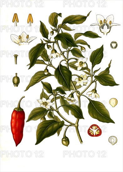 Medicinal Plant