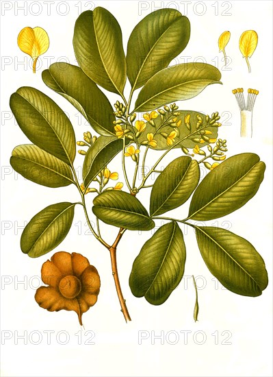 Medicinal Plant