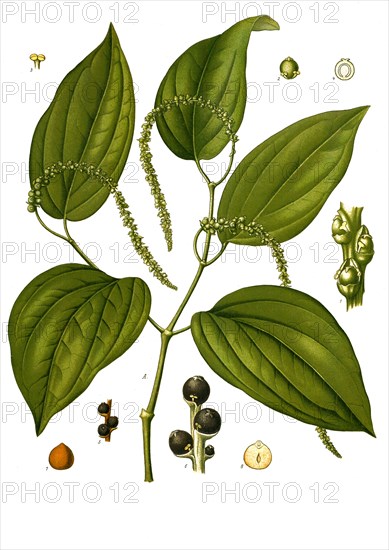 Medicinal Plant