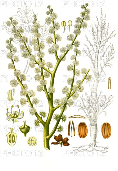 Medicinal Plant