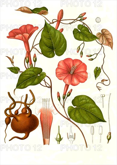 Medicinal Plant