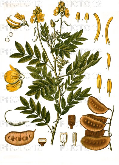 Medicinal Plant