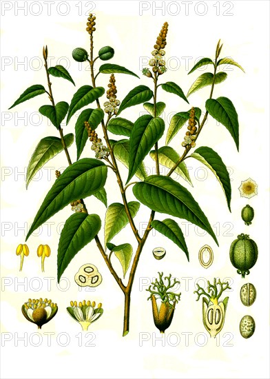 Medicinal Plant