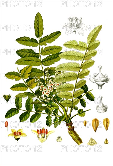 Medicinal Plant