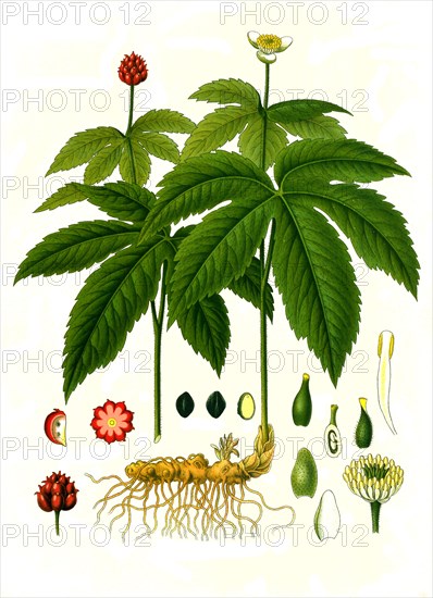 Medicinal Plant