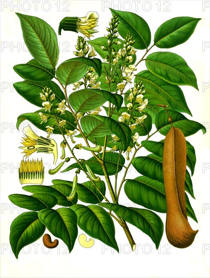 Medicinal Plant