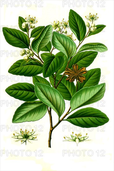 Medicinal Plant