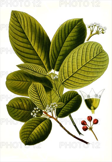 Medicinal Plant