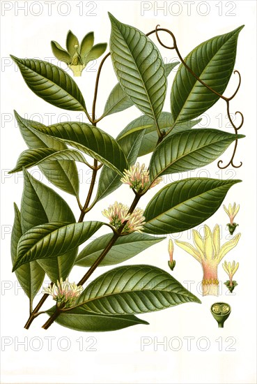 Medicinal Plant