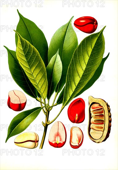 Medicinal Plant