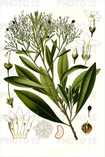 Medicinal Plant