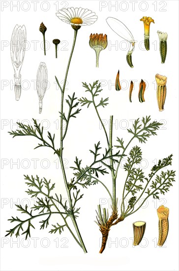 Medicinal Plant