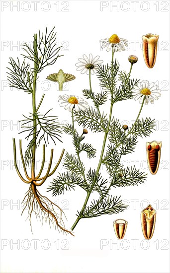 Medicinal Plant