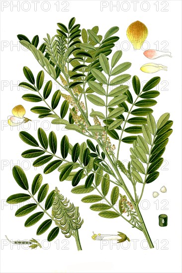 Medicinal Plant