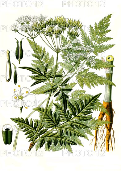 Medicinal Plant