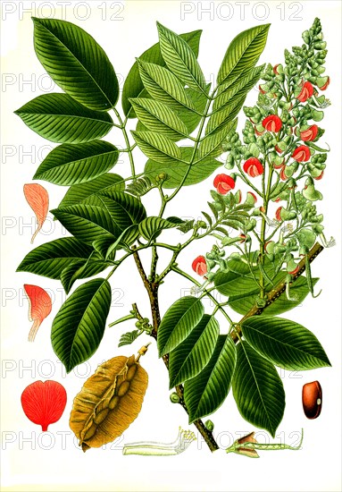 Medicinal Plant