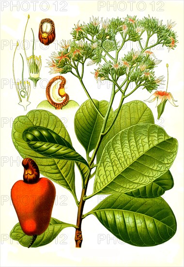 Medicinal Plant