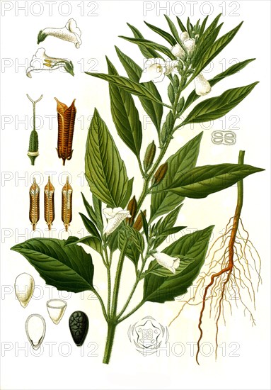 Medicinal Plant