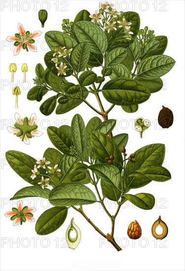 Medicinal Plant