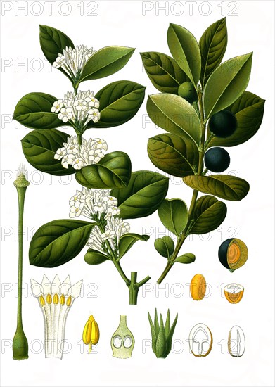 Medicinal Plant