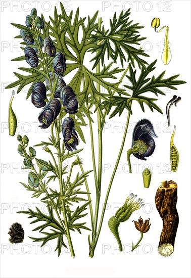 Medicinal Plant