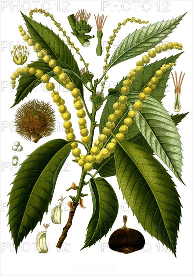 Medicinal Plant