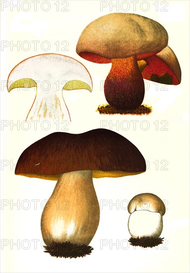 Mushroom