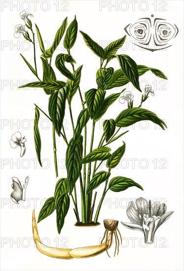 Maranta Arundinacea Is A Useful Plant. The So-Called Arrowroot Flour Is Obtained From It
