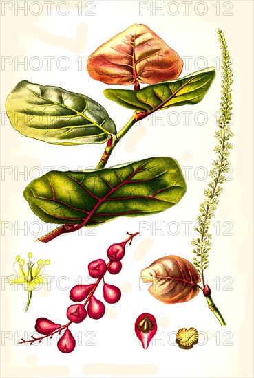 Medicinal Plant