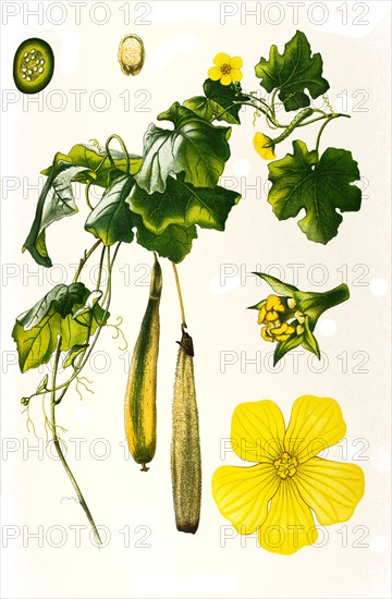 Medicinal Plant