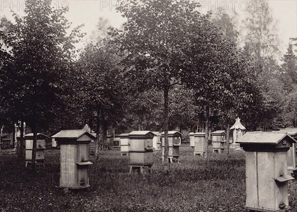 From the album of the experimental apiary of the Imperial Russian Society for the Acclimatization of Animals and Plants