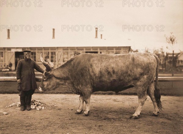 Exhibition of breeding cattle