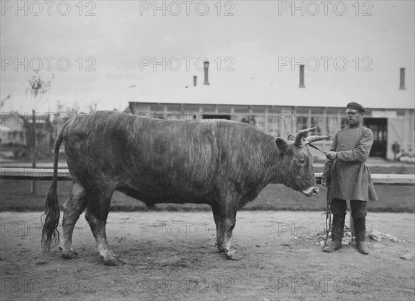 Exhibition of breeding cattle