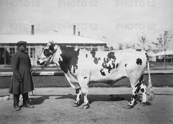 Exhibition of breeding cattle