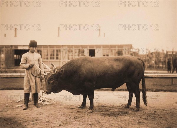 Exhibition of breeding cattle
