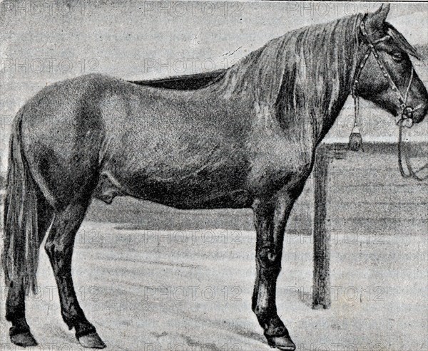 A Vyatka gelding