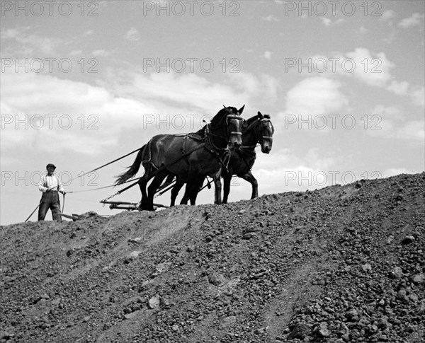 Working Horses