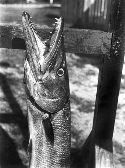 Barracuda Teeth