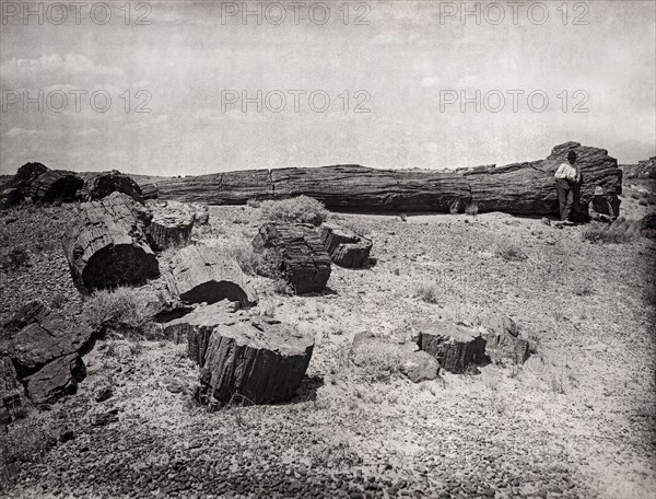 Petrified Forest