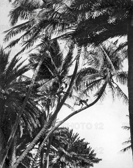 Boys Climbing Coconut Trees