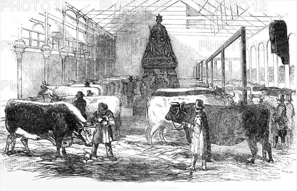 The Smithfield Club Cattle Showyard.