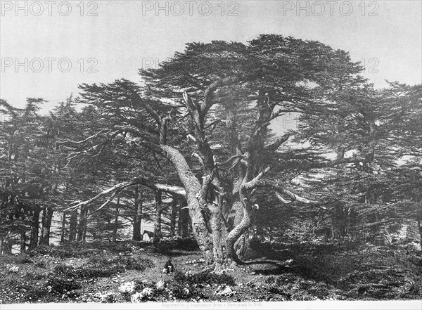 Cedars.