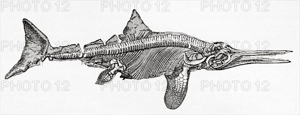 Thunnosaur ichthyosaur.