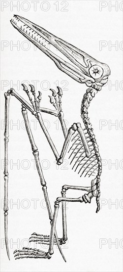 Fossil of a Pterodactylus, extinct flying reptile genus of pterosaurs.