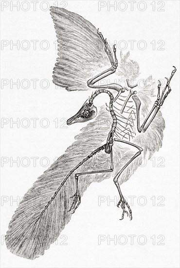 An Archaeopteryx, genus of bird-like dinosaurs that is transitional between non-avian feathered dinosaurs and modern birds.